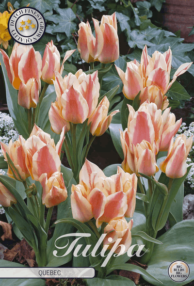 Tulipa Quebec