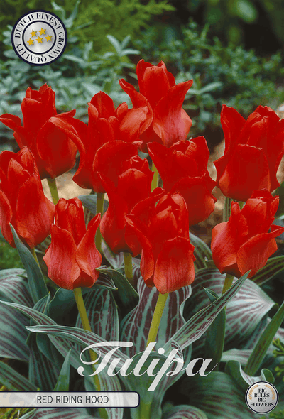 Tulipa Red Riding Hood