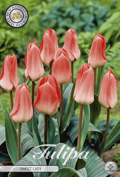 Tulipa Sweet Lady