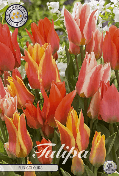 Tulipa Fun Colours