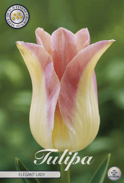 Tulipa Elegant Lady