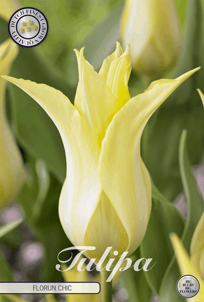 Tulipa Florijn Chic