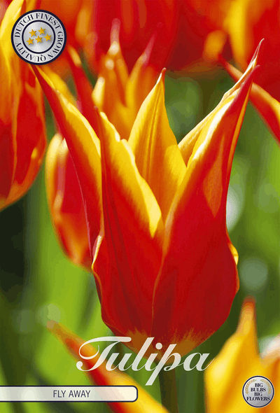Tulipa Fly Away