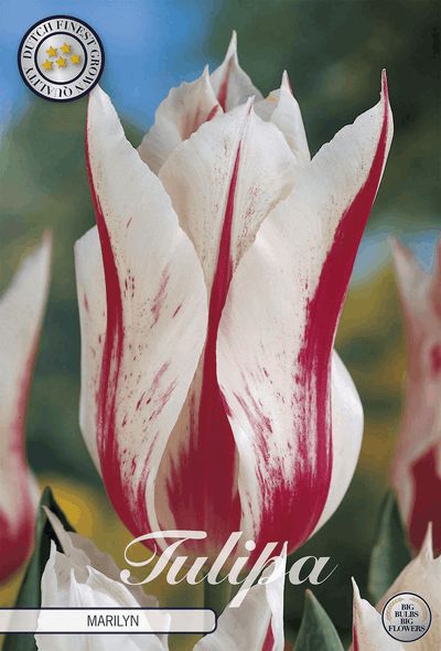 Tulipa Marilyn