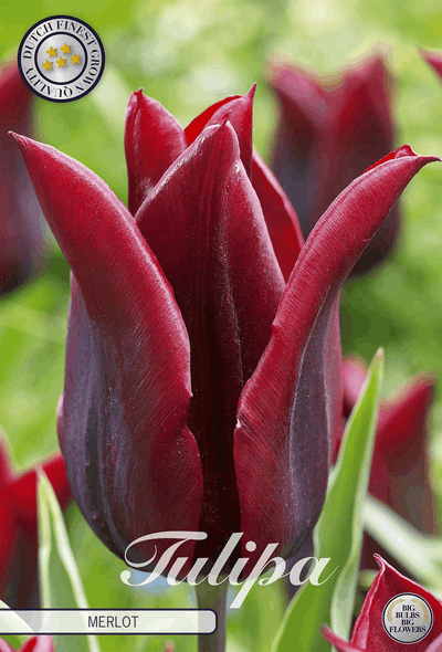 Tulipa Merlot