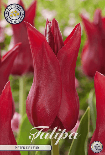 Tulipa Pieter de Leur