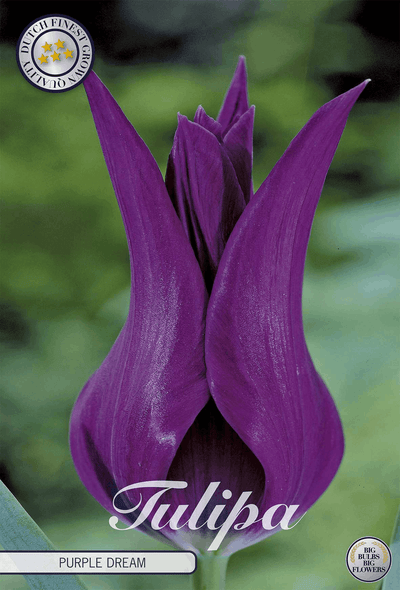 Tulipa Purple Dream