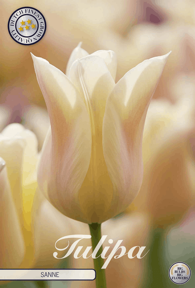 Tulipa Sanne