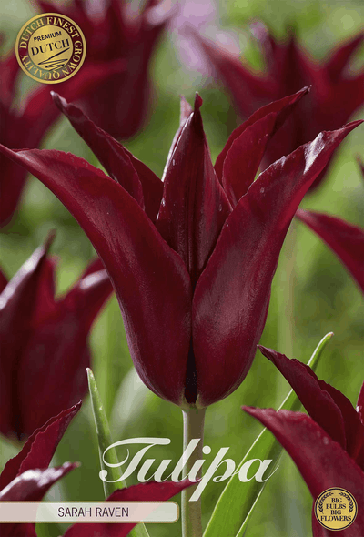 Tulipa Sarah Raven