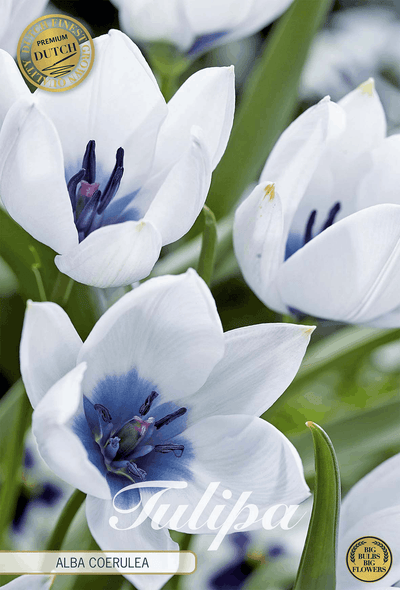 Tulipa Alba Coerulea