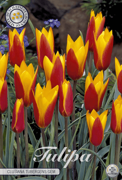 Tulipa Clusiana Tubergens Gem