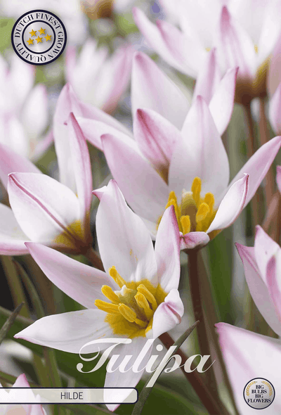 Tulipa Hilde