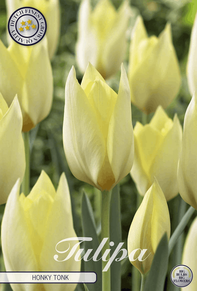 Tulipa Honky Tonk