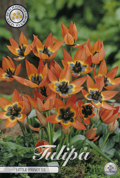 Tulipa Little Princess