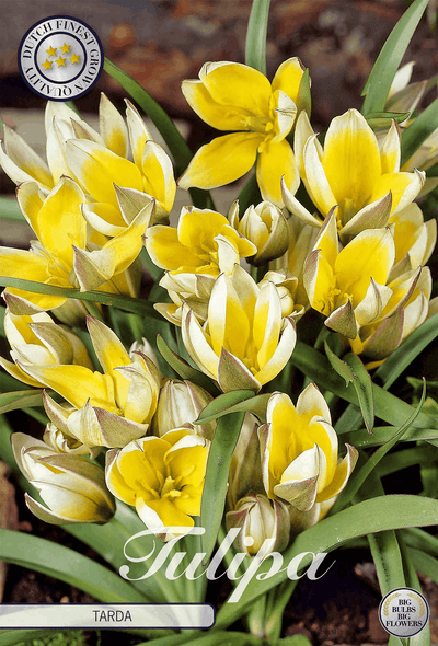 Tulipa Tarda