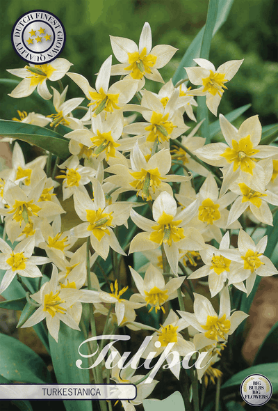 Tulipa Turkestanica