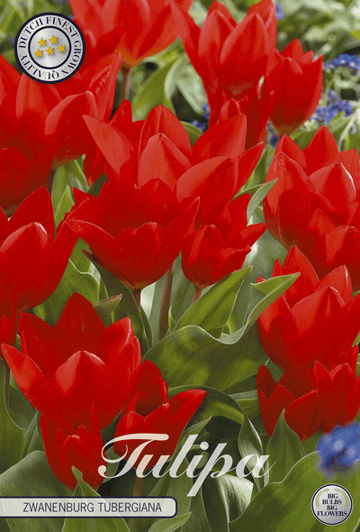 Tulipa Zwanenburg Tubergiana