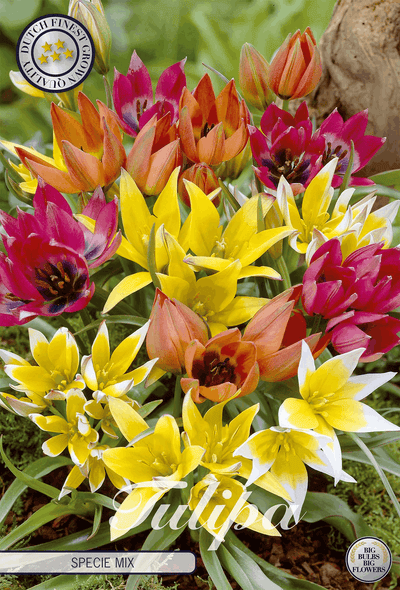 Tulipa Specie Mix