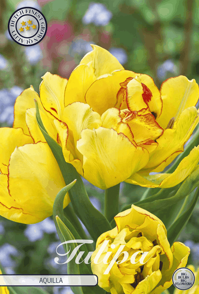 Tulipa Aquilla