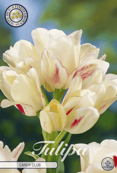 Tulipa Candy Club