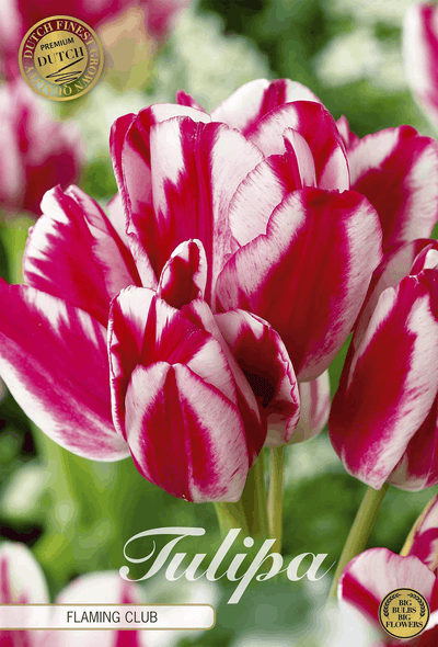 Tulipa Flaming Club