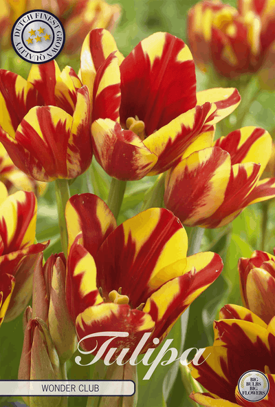 Tulipa Wonder Club