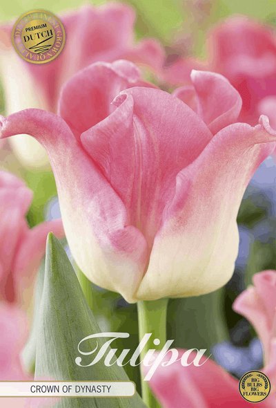 Tulipa Crown of Dynasty