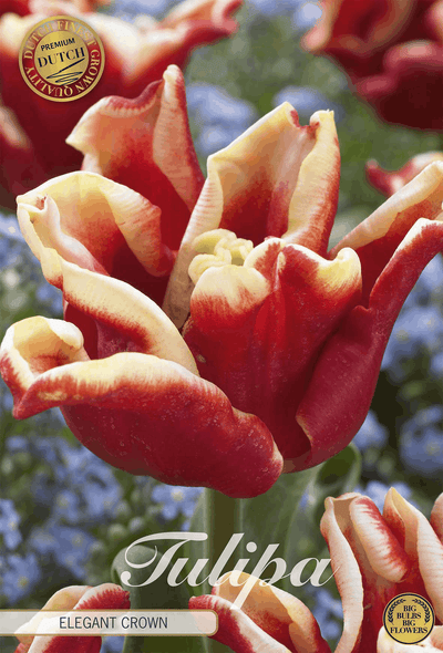 Tulipa Elegant Crown