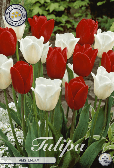 Tulipa Amsterdam