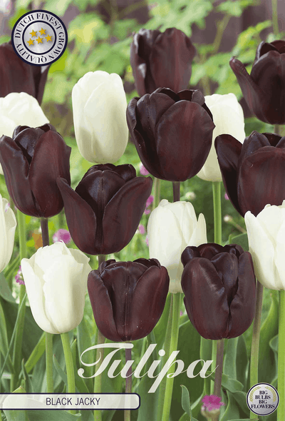 Tulipa Black Jacky