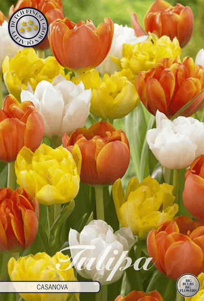 Tulipa Casanova