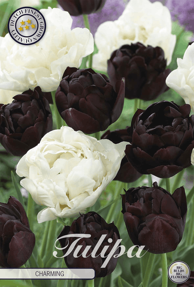 Tulipa Charming