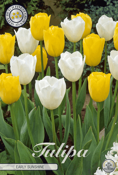 Tulipa Early Sunshine
