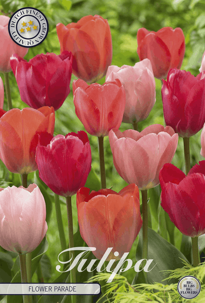 Tulipa Flower Parade