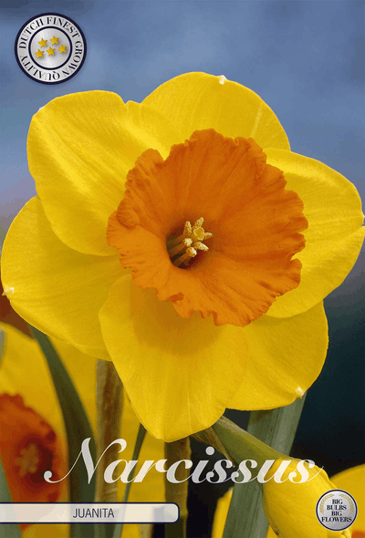 Narcissus Juanita