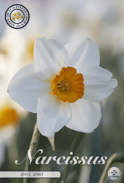 Narcissus Joyce Spirit