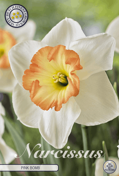 Narcissus Pink Bomb