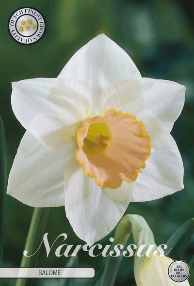 Narcissus Salome