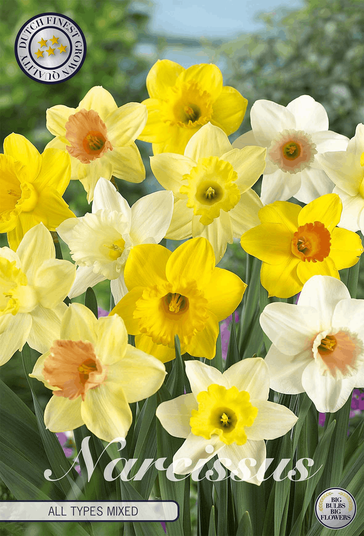 Daffodil bulbs