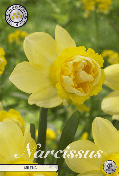 Narcissus Milena