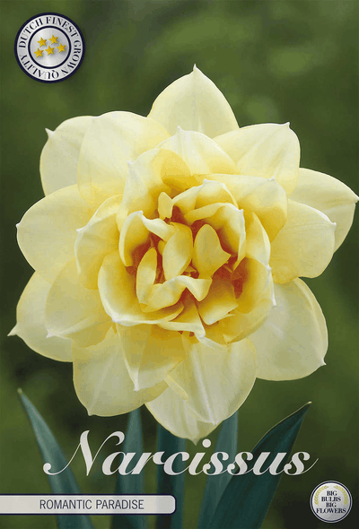 Narcissus Romantic Paradise