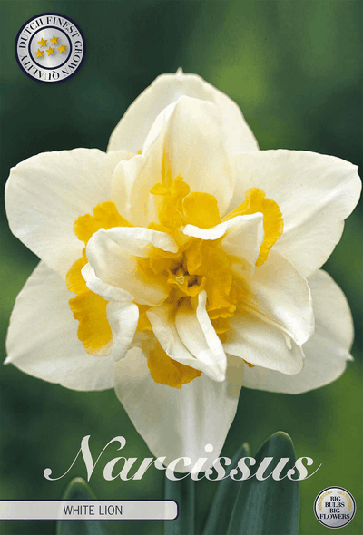 Narcissus White Lion