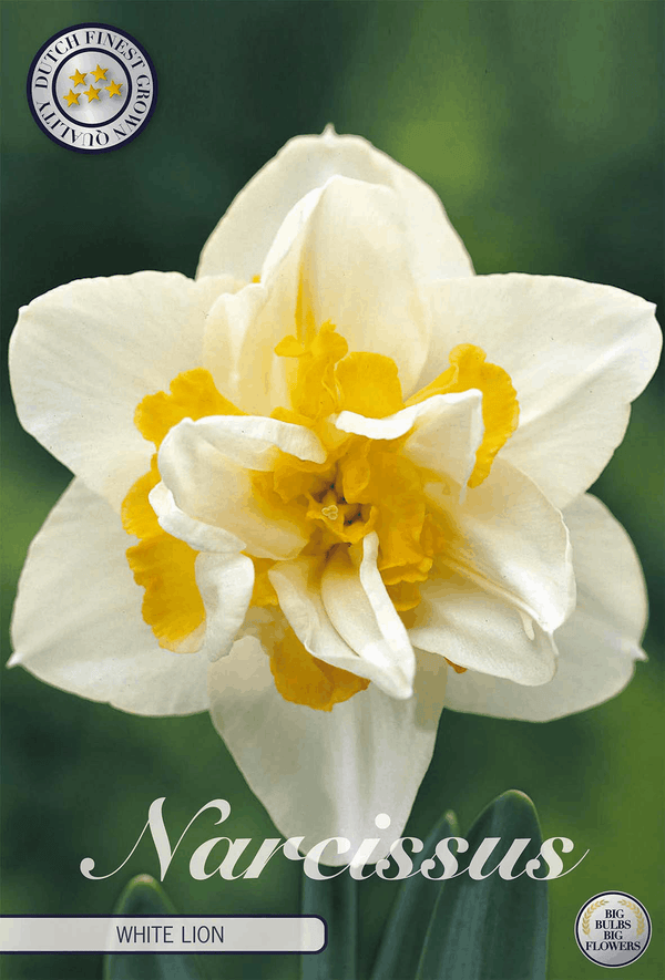 Narcissus White Lion