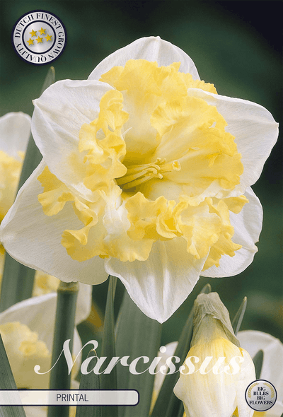 Narcissus Printal