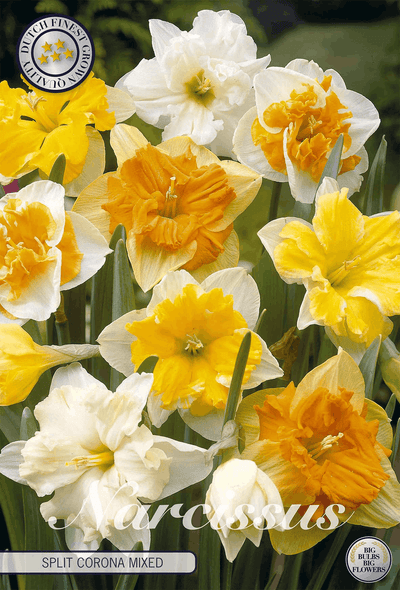 Narcissus Split Corona Mixed