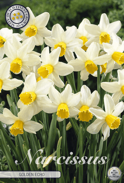 Narcissus Golden Echo