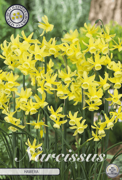 Narcissus Hawera