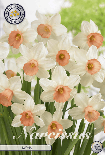 Narcissus Iwona