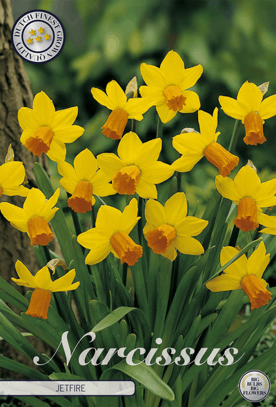 Narcissus Jetfire