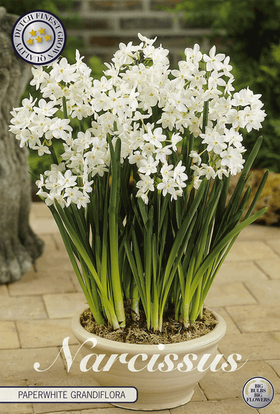Narcissus Paperwhite Grandiflora